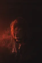 A lion partially bathed in ominous red light