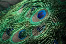 Up close image of a peacock's feather, showing one of its eyes in particular