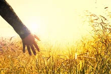 an arm extended with the hand brushing across the top of a golden field