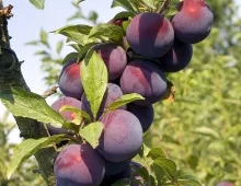 Plum fruit of a tree.
