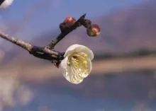 A Lesson in Due Season