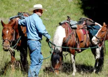 cowboy with horses