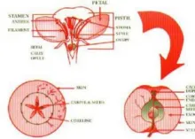 Good Seed Produces Good Fruit -- Good Fruit Produces Good Seed