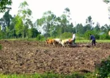Plowing a field in Kenya