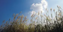 Wheat grass waving in the the blue sky.