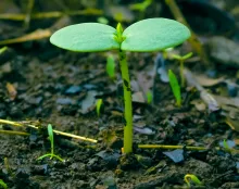 A tiny green plant coming out from the ground.