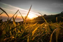 Sunlight through blades of tall grass.