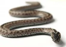 The serpent, or snake, is biblically associated with Satan.