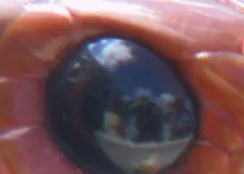 Surviving the Serpent - Part Two