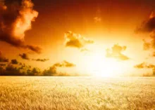 Sunrise of a field of grain.