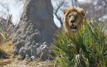 A lion standing in tall grass - hunting.