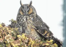 Horned Owl