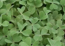 Patch of clovers