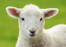 Why Is Jesus Christ Called "Our Passover"?