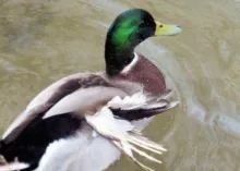 "Wounded Wing" - Making Do Just Fine