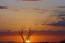 Kenya