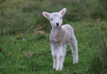 a lamb standing in the grass