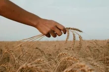 a hand holding a sheaf of wheat over a field of wheat