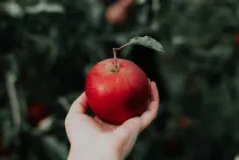 a hand holding an apple