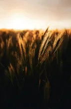A closeup photo of a wheat field.
