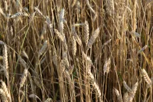 fields of wheat