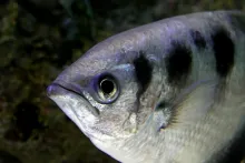 an archer fish in dark water
