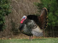 a turkey standing on a grassy lawn