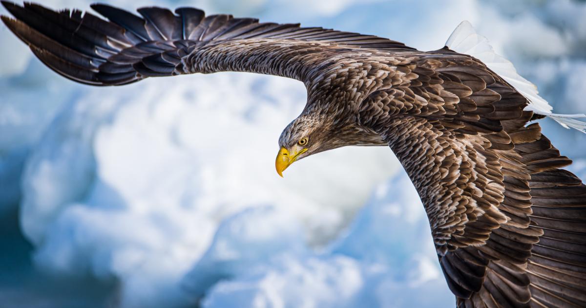 Luke 17 Verse 37 Luke 17 Verse 37