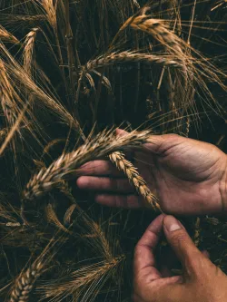 a pair of hands examining some grain