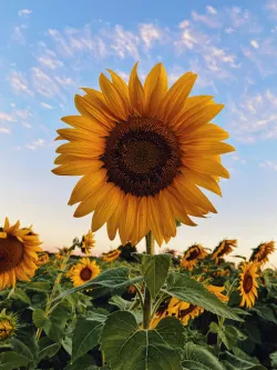 Up close of a sunflower.
