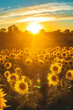 A field of sunflowers with a bright sun shining on the horizon.