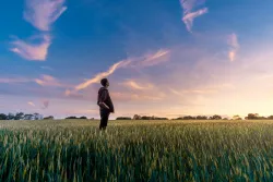 A man standing in a wheat field looking at sunset.