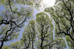 Looking up toward the sky and viewing the canopy of the trees.