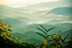 a green landscape of rolling hills with a few yellow flowers in the foreground