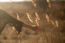 a woman's hand brushing past several fronds of grain in a wheat field
