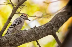 a woodpecker sitting on the branch of a tree