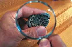 ammonite