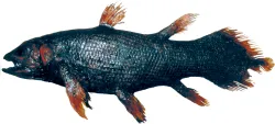 coelacanth