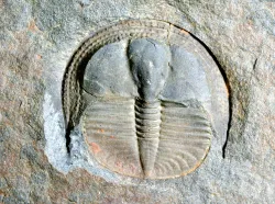 A fossil.