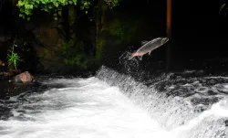 Salmon swimming upstream.