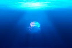 A large jellyfish swimming in the deep blue ocean.