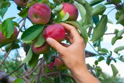 A hand picking an apple from a tree.
