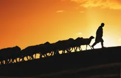 A silhouette of a shepherd leading sheep up a hill.