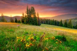 A beautiful field of flowers, trees and sun.