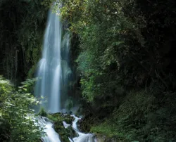 Photo of waterfall in a forest.