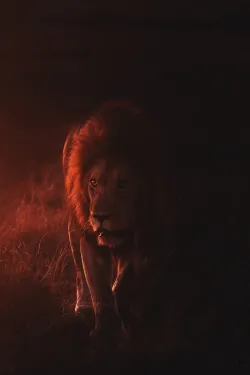 A lion partially bathed in ominous red light