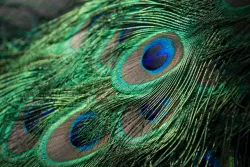 Up close image of a peacock's feather, showing one of its eyes in particular