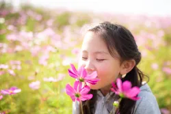 A little girls smelling pink flowers.