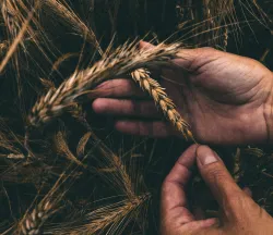 a pair of hands surrounded by grain, holding one strand