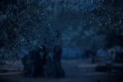 A night scene of a woods with trees.